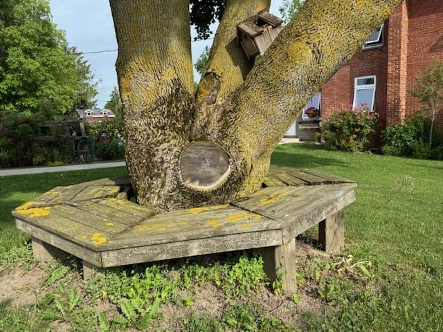 Tree Bench Before Fireplace before, during